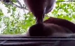 Daddy Bear Sucks in the Park